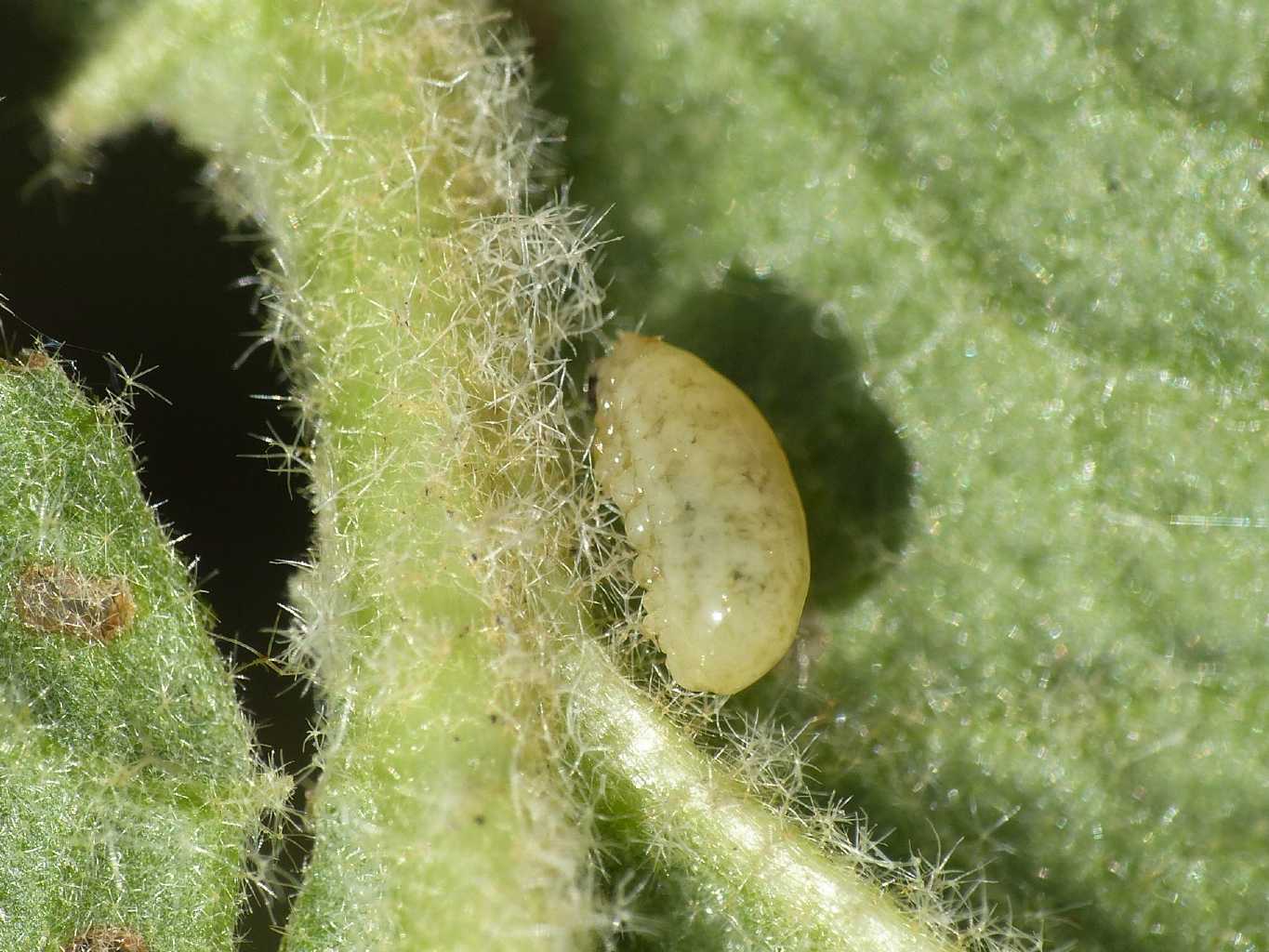 Piccoli Curculionidae sul verbasco: Cleopus pulchellus (cf.)